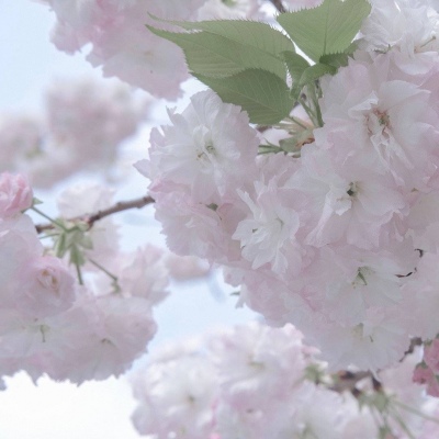 Furry绘画质感提升福瑞群